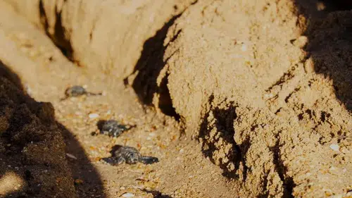 Didim sahillerinde duygulandıran veda: 82 minik Caretta caretta mavi sularla buluştu