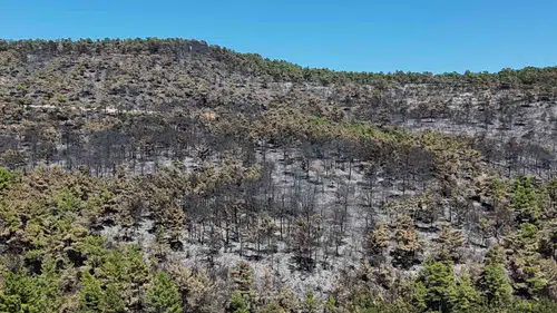 Muğla'da orman yangını felaketi: 150 hektarlık alan küle döndü