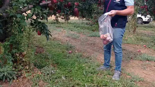 Çivril elmasında laboratuvar mesaisi: Sağlıklı ürün için numuneler toplandı