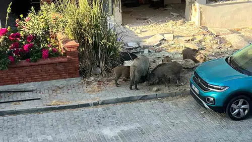 Kuşadası sokaklarında şaşkına çeviren görüntüler: Domuz sürüsü yerleşim yerine indi