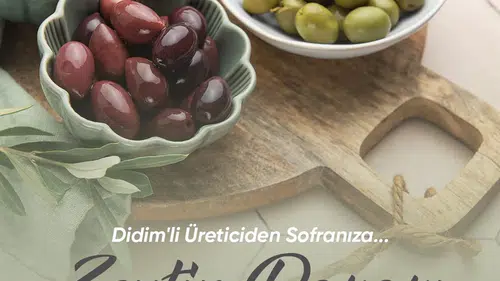 Didim'de zeytin üreticisine yeni kapı: Aracısız satış dönemi başlıyor