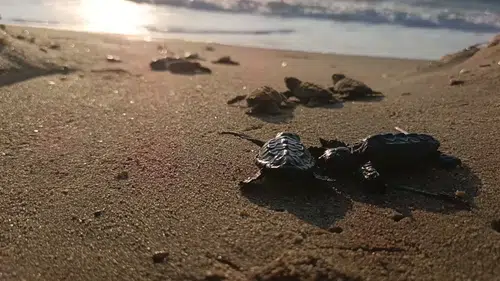Selin vurduğu kumsalda mucizevi yaşam: 67 yavru caretta caretta denizle buluştu