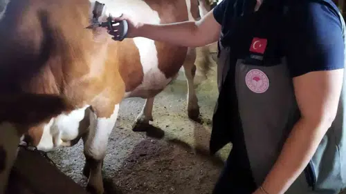 Afyonkarahisar'da hayvancılığı koruma seferberliği: Şap hastalığına karşı sıkı önlem