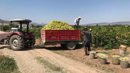 Üzüm üreticisinin isyanı: 17 liralık fiyat maliyeti bile kurtarmıyor