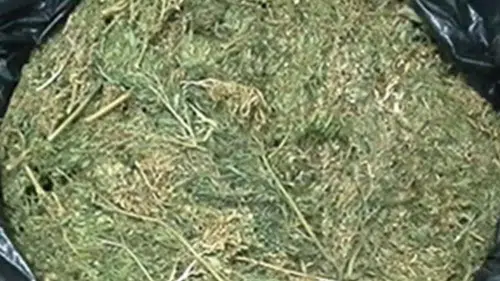 Denizli'de zehir tacirlerine ağır darbe: Bağ evinde uyuşturucu serası kurmuş