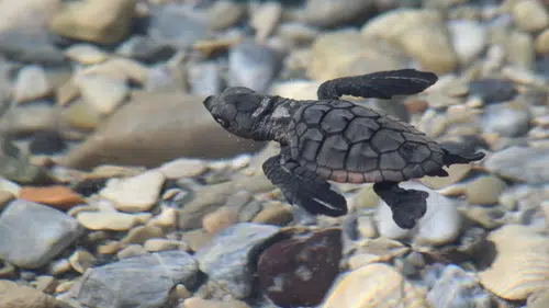 Aydın sahillerinde yaşam mücadelesi: 214 minik caretta mavi sularla buluştu