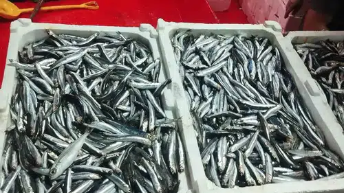 Didim denizlerinde hamsi mesaisi: Ekiplerden boy ve kota denetimi