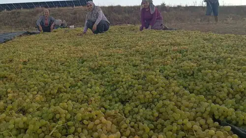 Sarıgöl'de fiyat belirsizliği üreticiyi kurutma tezgahına yöneltti