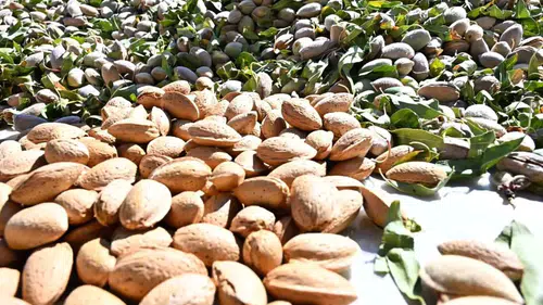 Denizli badem üretiminde rotayı yeniden çiziyor: Cevizdeki başarı model olacak