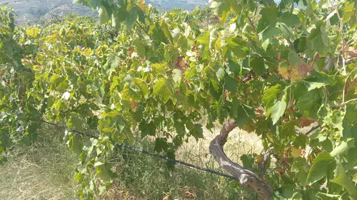 Bağdan 2 Ton Üzüm Çalan Şüpheliler, Jandarmanın Takibiyle Kıskıvrak Yakalandı