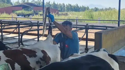 Söke’de sağlıklı sürü için saha taraması: Ari işletmelerde kan örneği dönemi