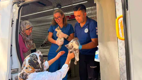 Alevlerin arasından kurtarıldılar: Muğla’da can dostlar için seferberlik