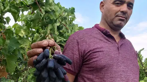 Sarıgöl bağlarında ezber bozan hasat: 80 asmadan 7 tonluk rekor verim