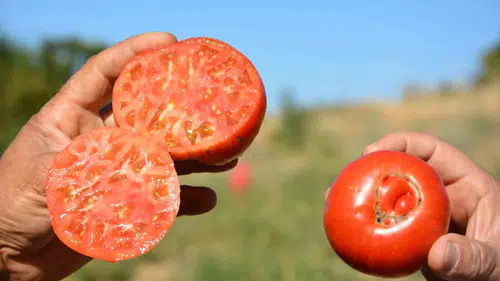 Bir damla su bile kullanmıyorlar: Demirci’nin ata tohumu domatesi kapış kapış gidiyor