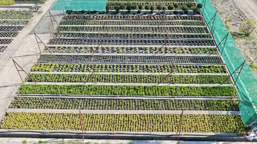 Manisa’nın yeşil fabrikası 2026 hedefini büyüttü: 6 milyon fidan toprakla buluşacak