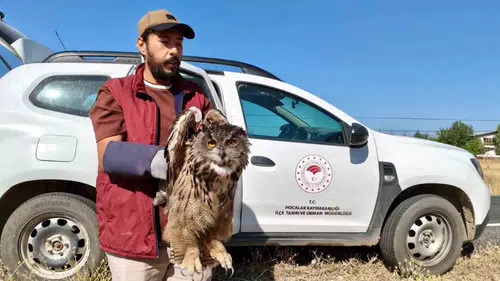 Sandıklı’da Yaralı Bulunan Puhu Kuşu Ekiplerin Elinde Yeniden Hayata Tutundu