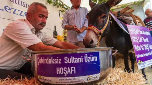 Asırlık deyimi çürüten inat: Hoşnut isimli eşek festivalde hoşaf içti