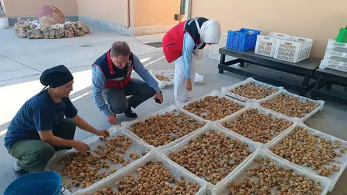 İncirde kalite standardı tavizsiz uygulanıyor: Aydın’da denetim mesaisi