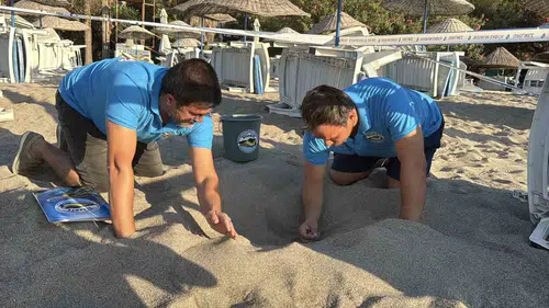 Bodrum’un minik misafirleri yuvadan çıktı: 62 kaplumbağanın zorlu yolculuğu başarıyla sonuçlandı