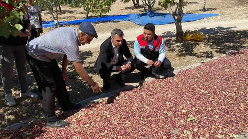 Denizli’nin bereketli topraklarında hasat vakti: Antep fıstığında yüzler gülüyor