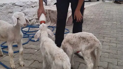 Biberonla gelen mutluluk: Üçüz kuzulara adeta bebek gibi bakıyor