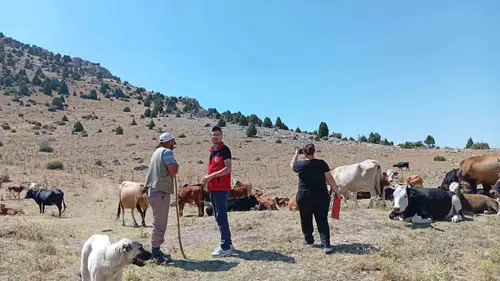 Afyonkarahisar’da yerli sığır ırkları için seferberlik: Genetik miras kayıt altına alınıyor