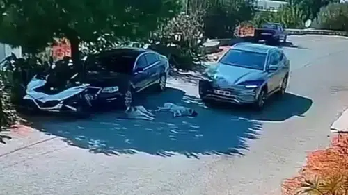 Bodrum'da vicdansızlık kamerada: Yolda yatan köpekleri ezip geçti