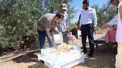 Karacasu’da incir bereketi: Kaymakam Battal tarlada üreticiyle buluştu