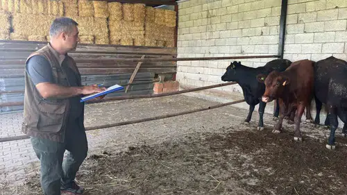 Afyonkarahisar'da hayvancılık hamlesi: Gebe düveler mercek altına alındı