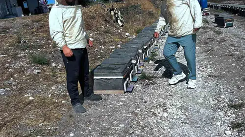 Didim'de bal üretimi için seferberlik: Uzmanlar sahaya indi