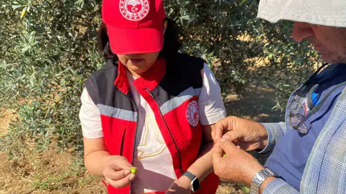 Salihli'de zeytin üreticilerine kritik sinek uyarısı: Hasat öncesi dikkat!