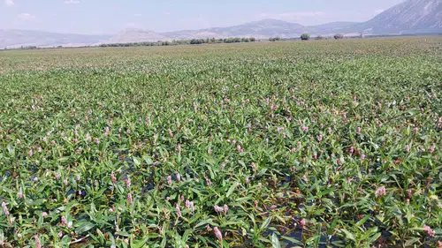 Işıklı Gölü’nde rota değişti: 12 kilometrelik görsel şölen başladı