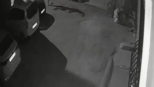 İzmir'de vicdansızlık kamerada: Kendi köpeğine sokak ortasında şiddet uyguladı