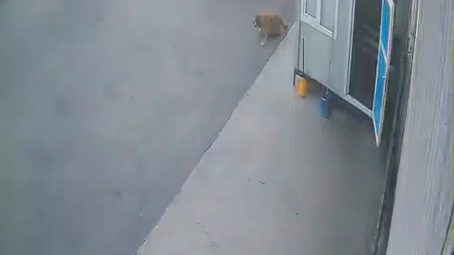 Afyonkarahisar'da vicdansızlık kamerada: Köpeğe çarpıp arkasına bile bakmadı