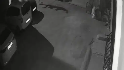 İzmir'de vicdansızlık kamerada: Köpeğine uyguladığı şiddet başına bela oldu