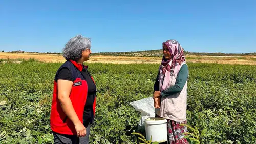 İhsaniye’de Turşuluk Salatalık Mesaisi: Kadın Üreticilerden Tarım Ekiplerine Tam Not