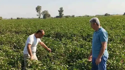 Didim ovasında pamuk mesaisi: Uzmanlar tarlaları karış karış inceledi