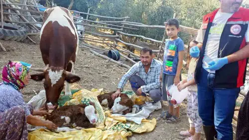 Muğla'da hayvancılıkta yeni dönem: İlk 24 saat için devreye alınan proje ile hedef yüzde 1'e inmek