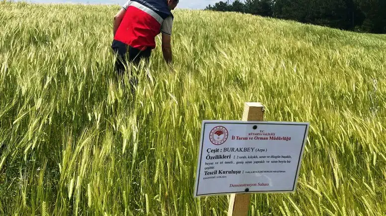 Simavlı çiftçinin hasat umudu tarlada filizleniyor: Arpa üretiminde kritik denetim