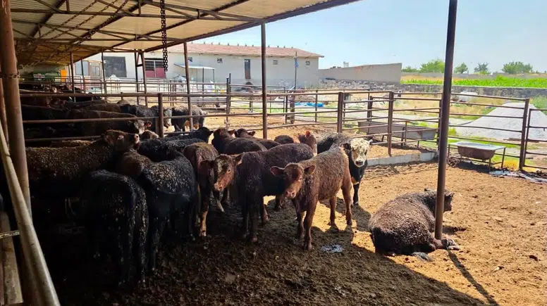 Afyonkarahisar’da besi çiftliklerine yakın takip: İthal hayvanlar mercek altında