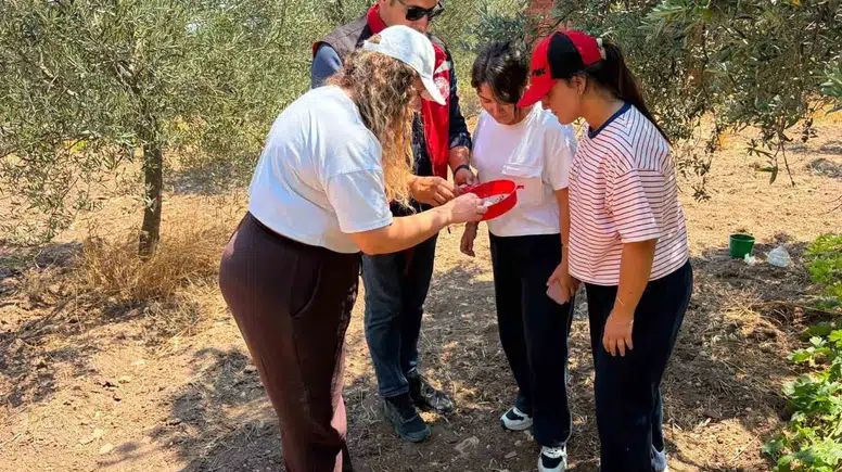 Manisa'da hasat nöbeti: Zararlılarla mücadelede kritik takip dönemi