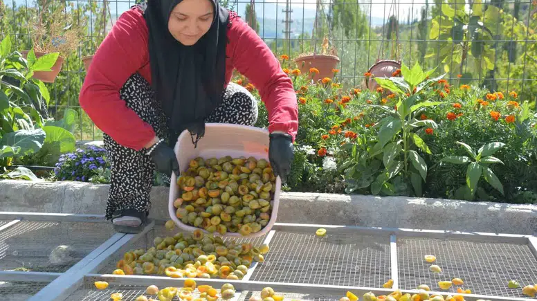 138 yillik lezzet dunya sofralarina girdi: Demirci’nin erikleri artik kurutulmus olarak ihraç ediliyor