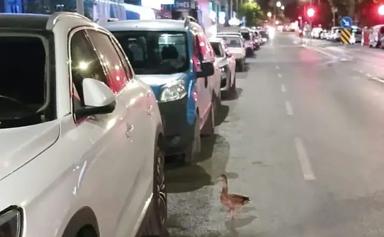 İzmir'de Zabıta Ekipleri Yaralı Ördeği Kurtardı, Doğaya Döndü