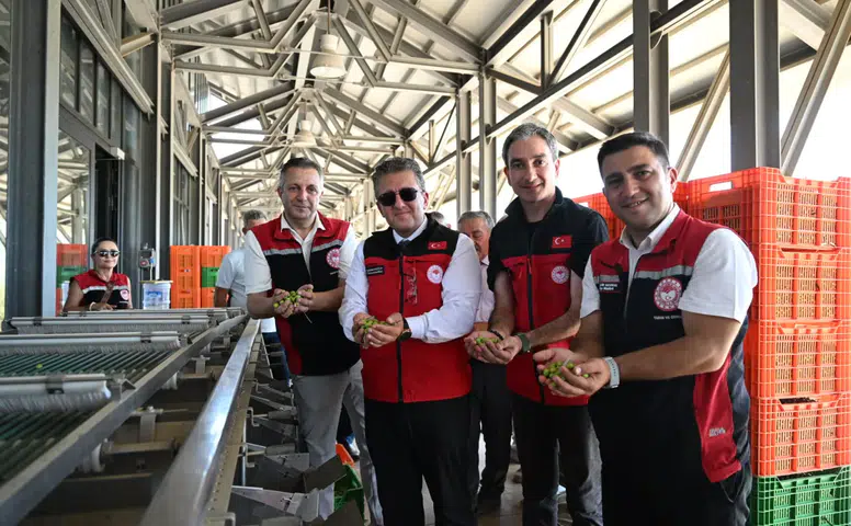 Türkiyenin ilk Zeytin Hasadı