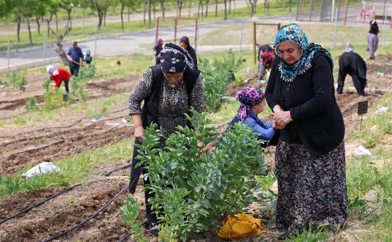 Toprakta hayat, sofrada bereket: Mahalle Bostanları’nda yaz hasadı