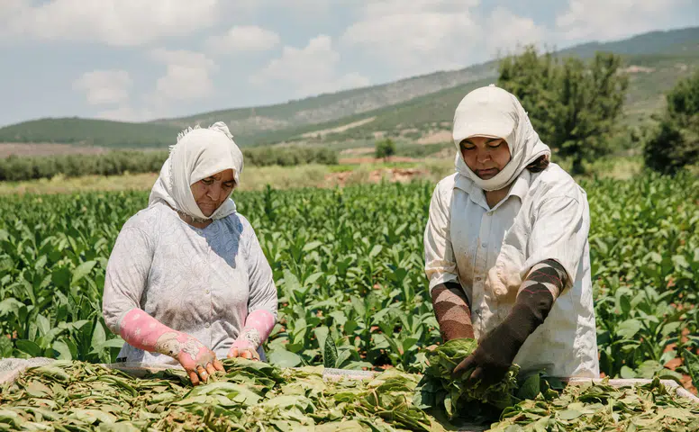 Türk tütünü Almanya’da vitrine çıktı