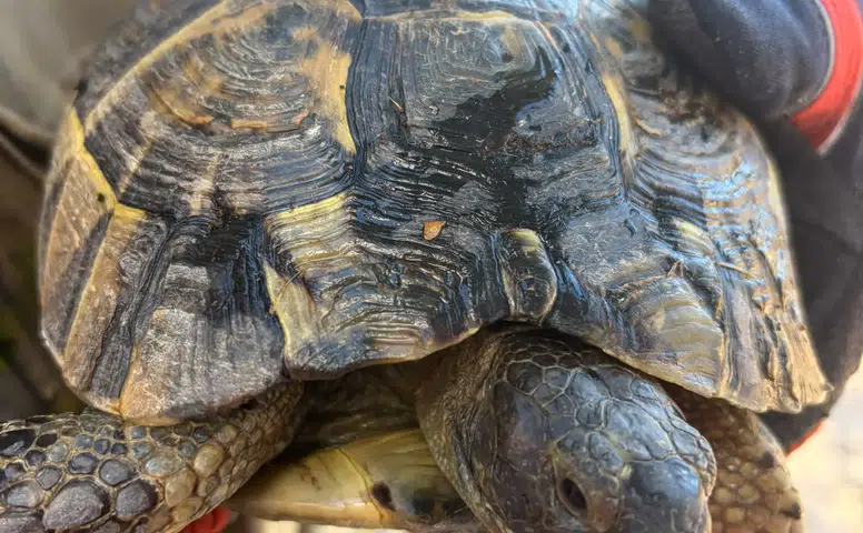 İzmir İtfaiyesi’nden kaplumbağaya şefkat eli