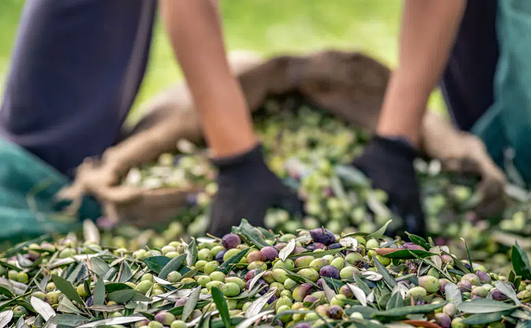 Zeytin ve zeytinyağı sektörü ihracatta hedefsiz bir sezona giriyor