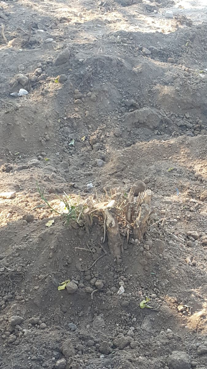 Ağaçların Suçu Ne?