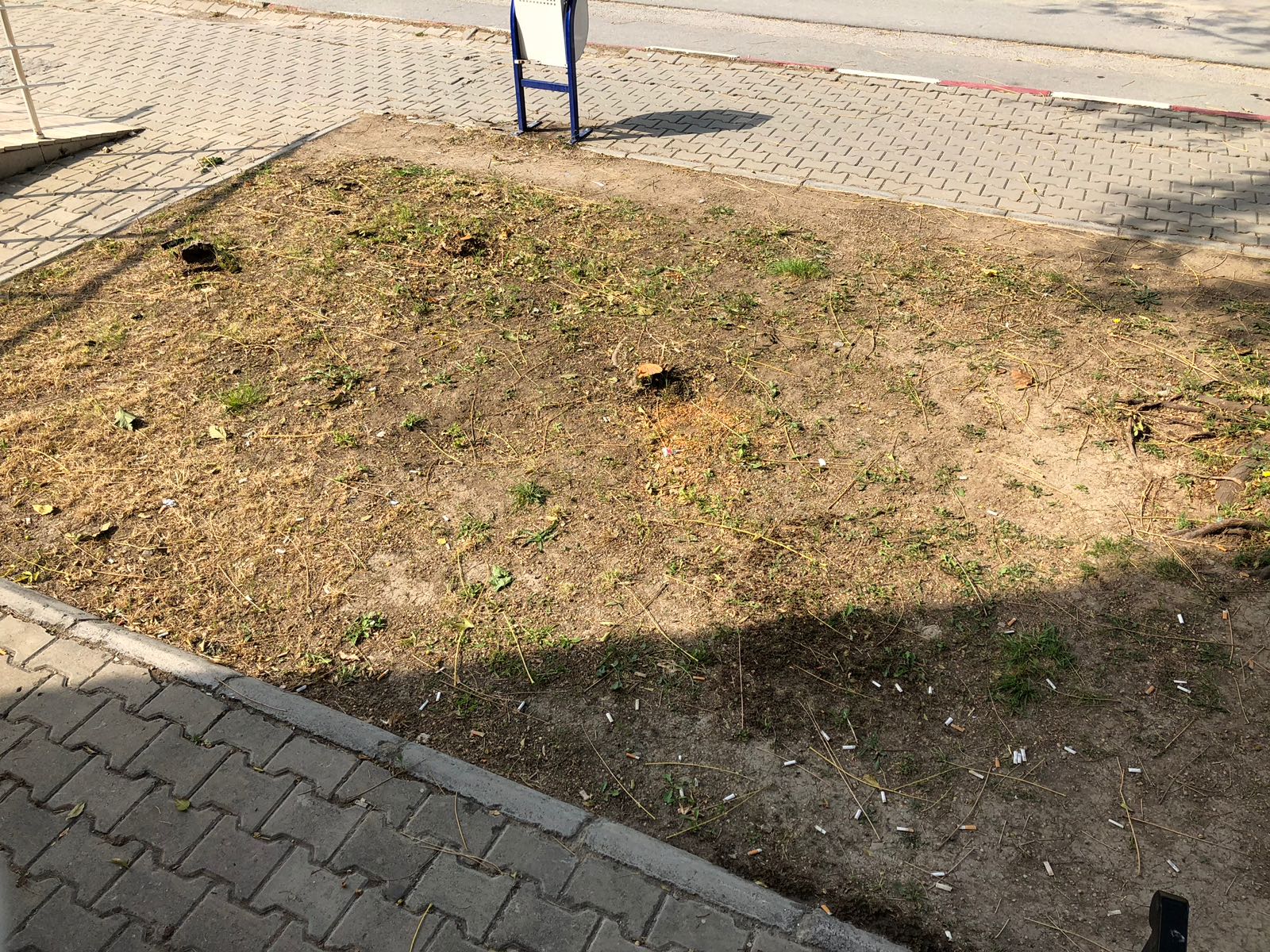 Ağaçların Suçu Ne?